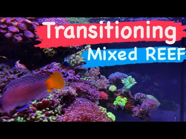 Transitioning the Mixed Reef | Ep.39