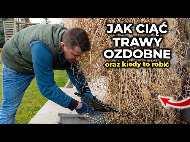 Cięcie traw ozdobnych 2024. Jak i kiedy ciąć trawy ozdobne.