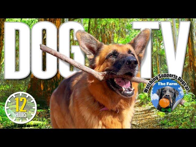 Dog TV for Dogs  All Day Entertainment for Dogs  Relaxing Dog Music & Anti Anxiety Dogs Home Alone