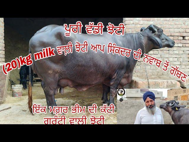 #date (11-08-24) ਦੁੱਧ 20 kg ਵਾਲ਼ੀ ਝੋਟੀ ਆਪ ਸਿੰਕਦਰ ਦੀ ਨਵਾਬ ਤੋਂ ਗੱਬਣ ਇੱਕ ਪਹਿਨਣ ਝੋਟੀ ਤਾਜ਼ੀ ਸੂਈ