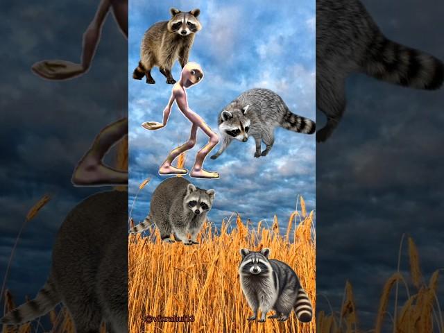 Raccoon VFX viral video  #vfxrahul13 #shortvideos #shorts #shortsfeed@vfxmantubarman