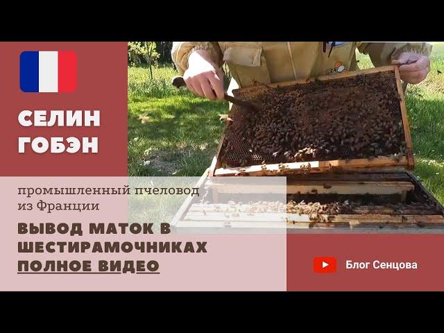 Вывод маток в шестирамочниках: от стартера к подсиливанию (полное видео, Селин Гобэн)