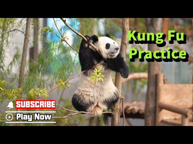 I Am Not The Perfect Tree For You To Practice Kung Fu | iPanda