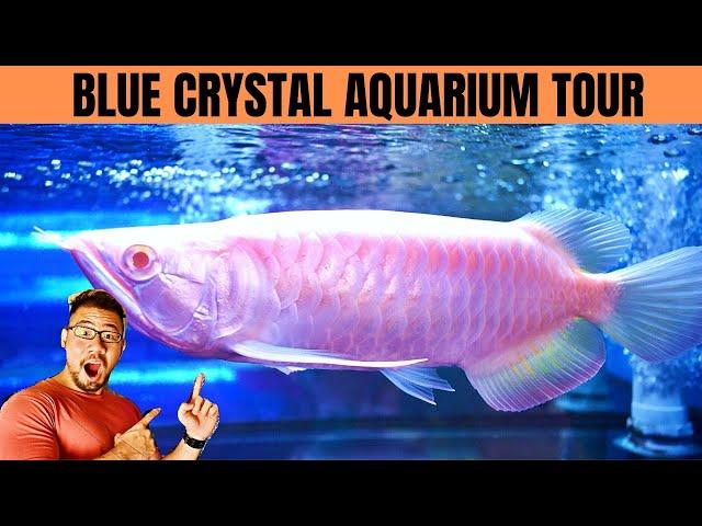 *RARE* Asian Arowana Store Tour