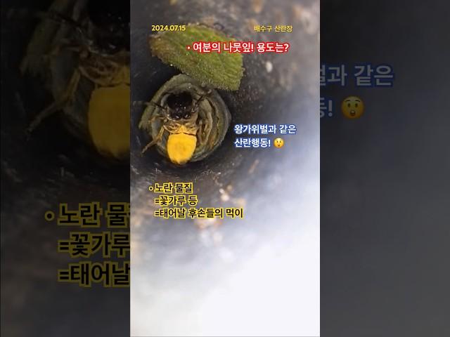 [SNUE-A430]#장수가위벌 #3탄 #산란장 에서 #산란장면 #촬영성공 #호기심 #밀푀유 #생태감수성 #생태교육 #야생벌
