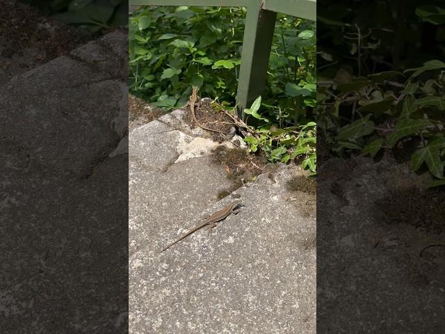 Lizards in the HEAT of San Salvatore Mountain in Lugano Switzerland 2023 #shorts #lugano #lizards