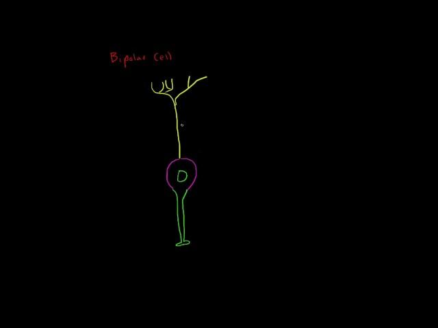 Anatomy of a Neuron: Bipolar Cells