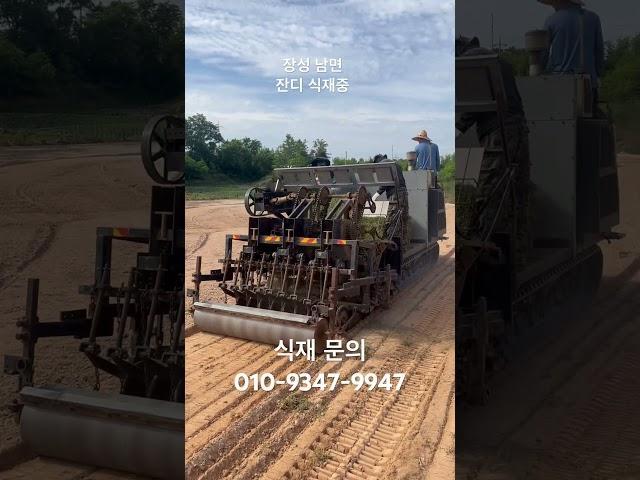 #잔디관리 #farming #잔디 #잔디심기 #골프잔디