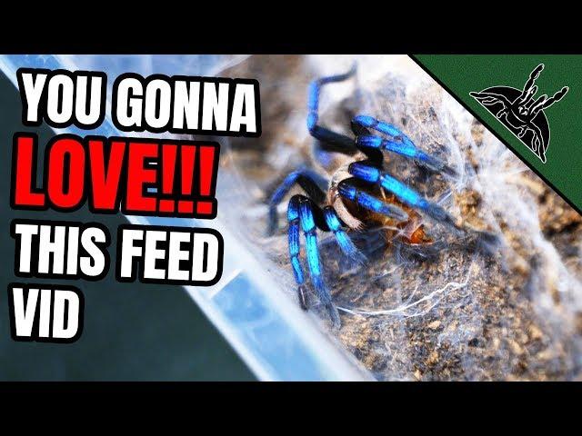 FEEDING mah TARANTULAS