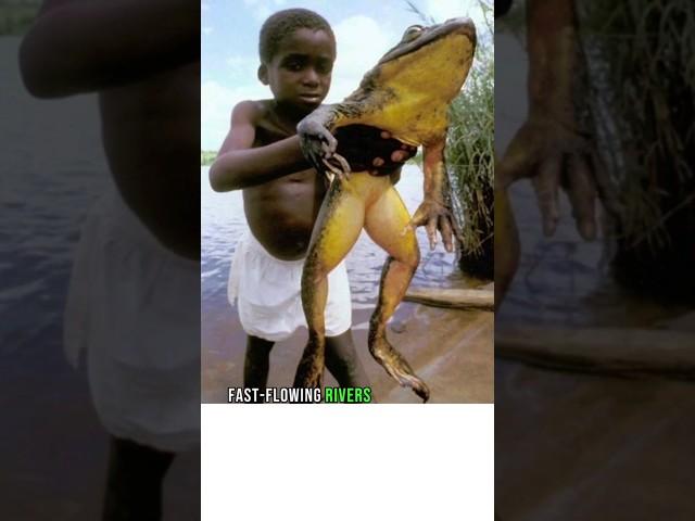 The Goliath Frog: The Biggest Frog in The World #animals