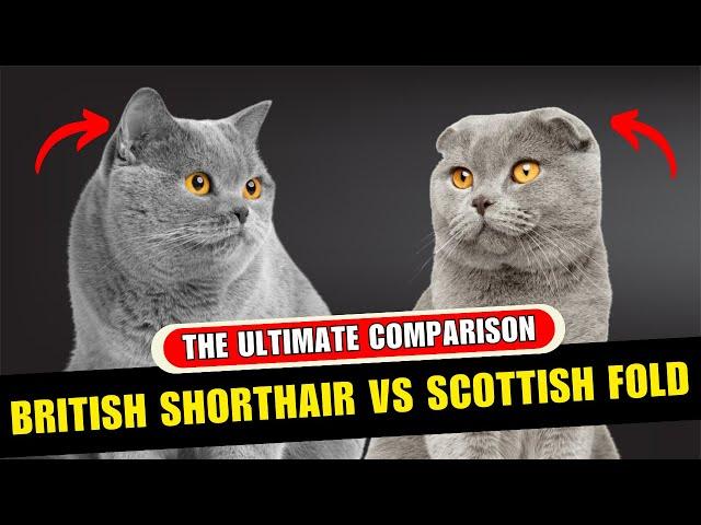 British Shorthair Vs Scottish Fold - What You Need To Know