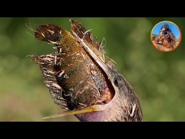 Watch This Anhinga Swallow a MASSIVE Fish Whole!