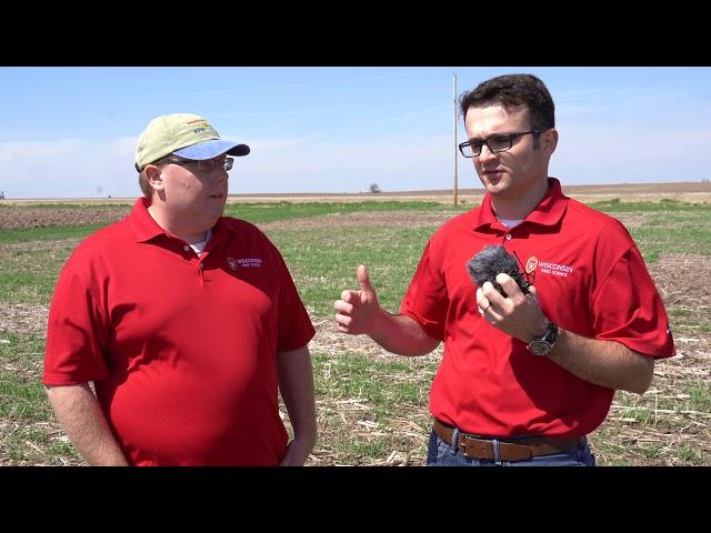 Considerations Prior to Cereal Rye Cover Crop Termination