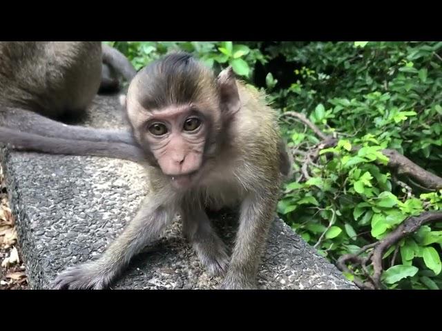 Amazing videos show action newborn monkey after mother giving birth new and very wet.