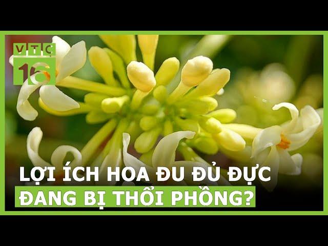 Công dụng của hoa đu đủ đực đang bị thổi phồng ? | VTC16