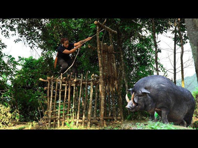 FULL: 100 days of ambushing and trapping wild boars, hunting stream fish \ phượng pú