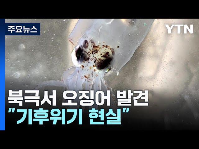 동해서 사라진 오징어가 북극에?!..."기후위기 현실" / YTN