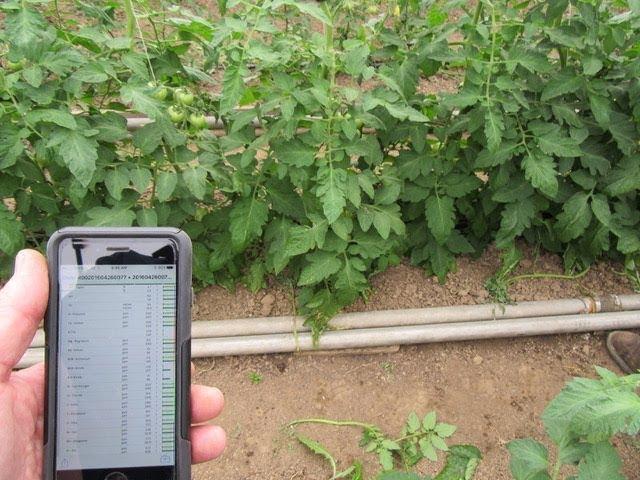 Plant Sap Analysis Technology to Better Meet Crop Needs