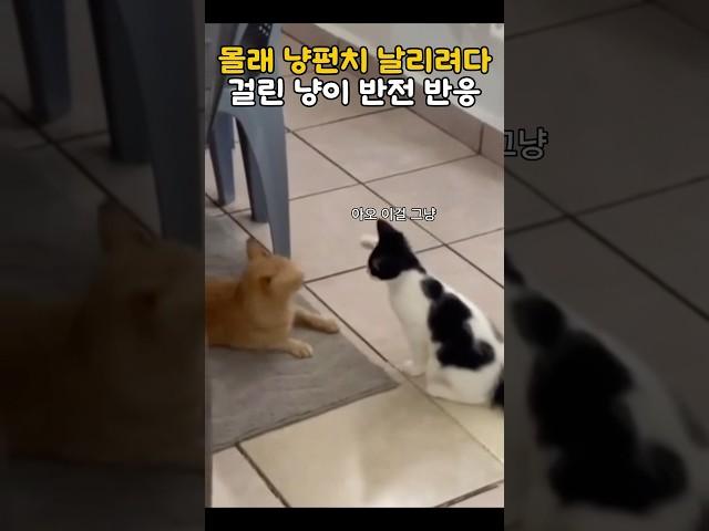 몰래 냥펀치 날리려다 걸린 냥이 반전 반응  #cuteanimals #cutecat #냥펀치