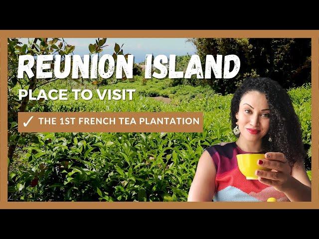 PLACE TO VISIT IN REUNION ISLAND : TEA PLANTATION