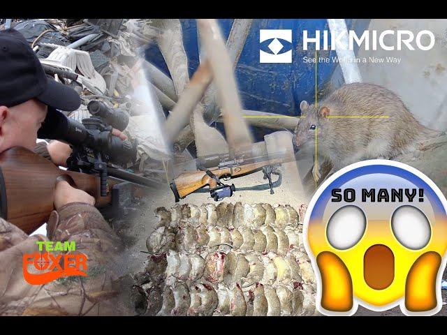 Trash yard RATTING on an EPIC scale!! Plus the first outing of the HIKMICRO Alpex day/night scope.