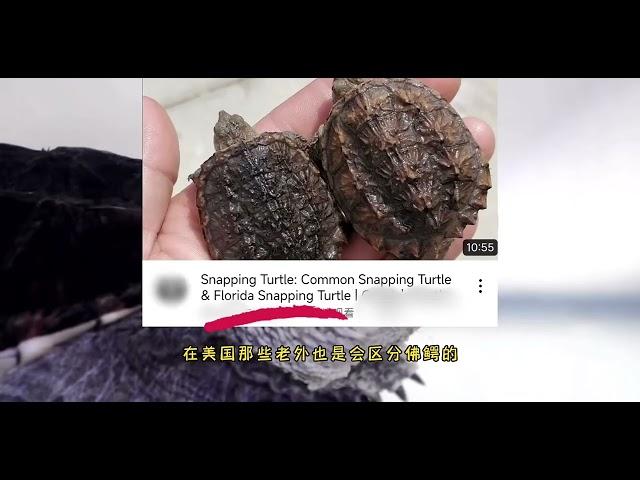 佛鳄真的存在吗？谁养谁冤种？究竟应该如何看待佛州拟鳄龟