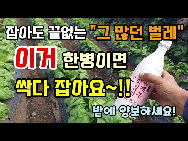 배추.무우밭 그 많던 벌레 막걸리 한병이면 벌레 싹다 잡아요 먹지만 말고 밭에 양보하세요.