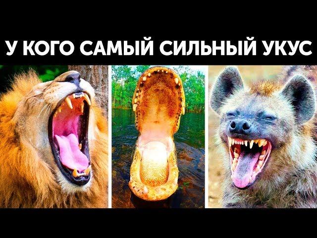 У кого самый сильный укус на Земле