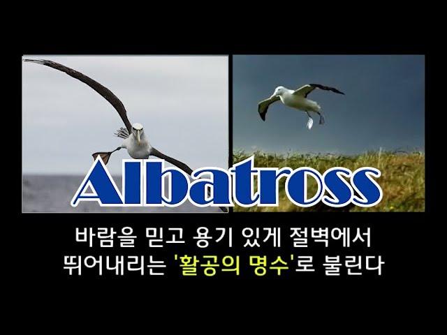 (알바트로스 Albatros)를 아시나요?..제가 바보새가 된 이유..