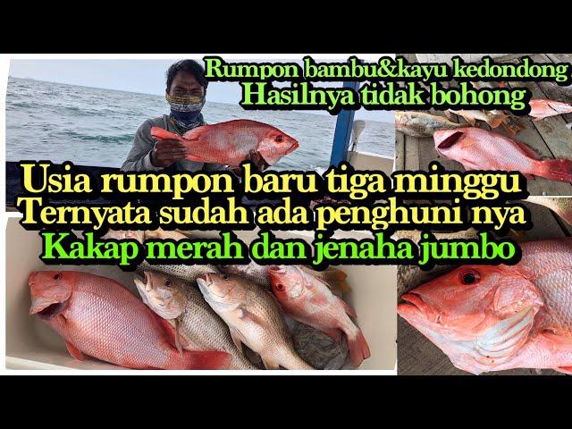 MANCING PERDANA IKAN KAKAP DI RUMPON BARU-RUMPON BAMBU KAYU KEDONDONG HASIL NYA TIDAK BOHONG#P1000