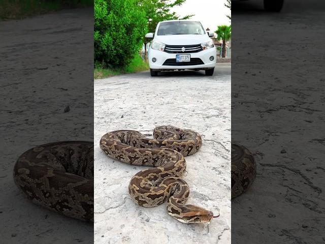 big snake vs car #shorts