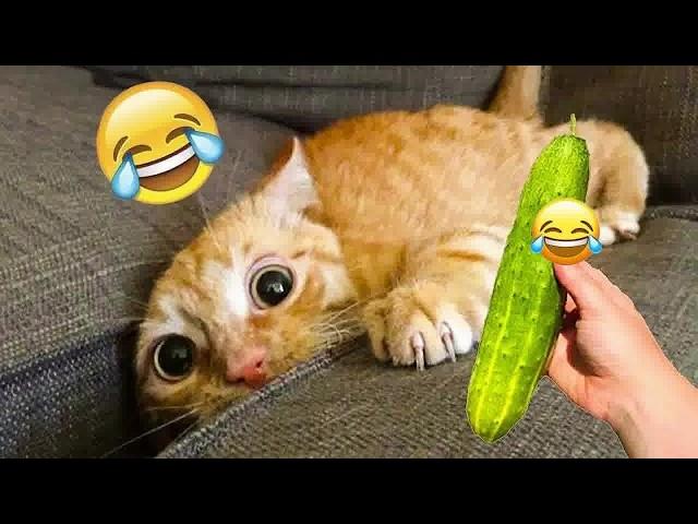 You Laugh You Lose|| Funniest Dogs and Cats 2025