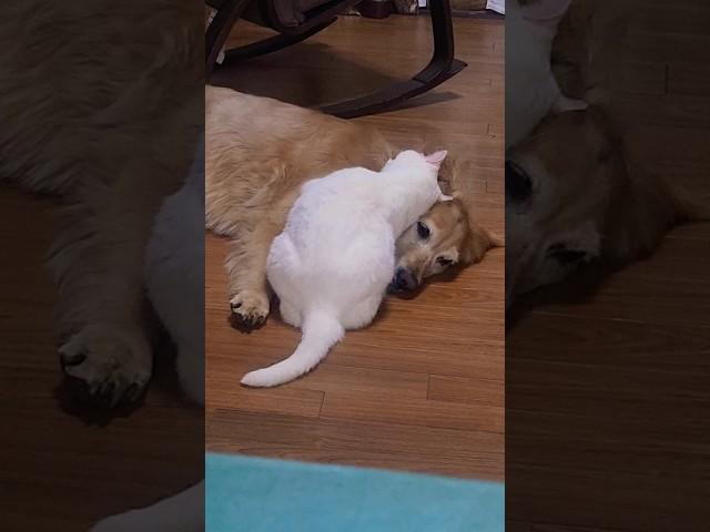 귀찮게 하는 고양이 #고양이 #강아지