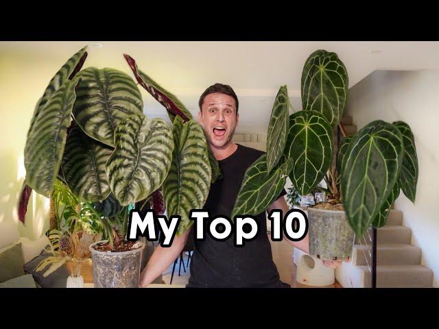 10 FAVOURITE HOUSEPLANTS (not on Moss Poles)