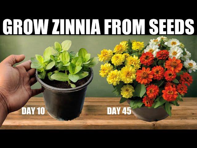 How To Grow Zinnia From Seeds | SEED TO FLOWER