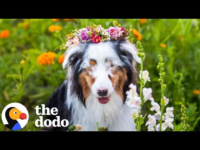 Dog With Mystery Illness Takes An Incredible Turn | The Dodo