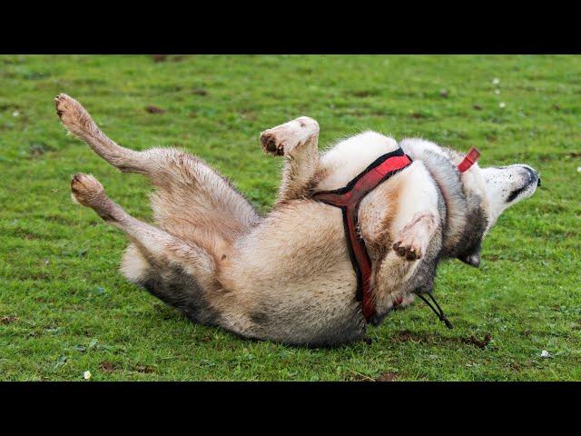 How Key Became The Stunt Dog! From the Start & Through The Years!