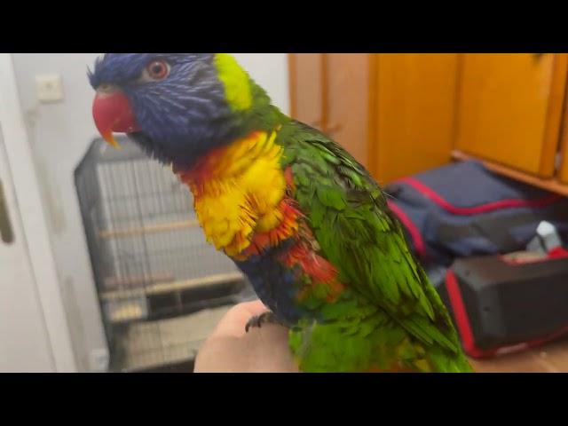 You want to buy a Rainbow Lorikeet?