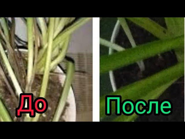 Как спасти Хлорофитум