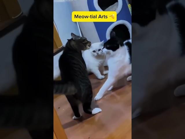 Meow-tial Arts: Claws Of Fury  #cat #cute #reels #fyp #catlover #catvideos #catsoftiktok #funny