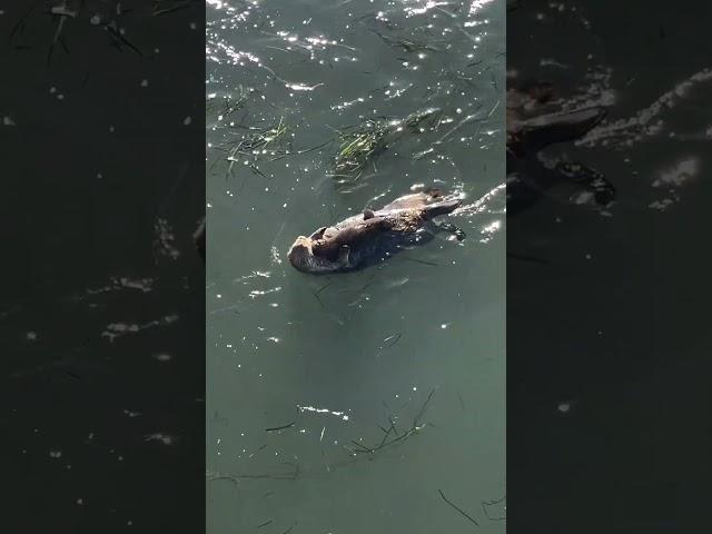 Adorable Mother Otter Cuddles with Baby