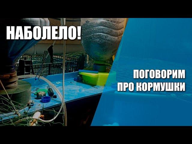 Наболело!  Про кормушки для УЗВ