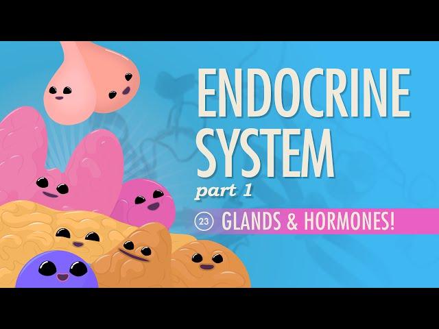 Endocrine System, Part 1 - Glands & Hormones: Crash Course Anatomy & Physiology #23