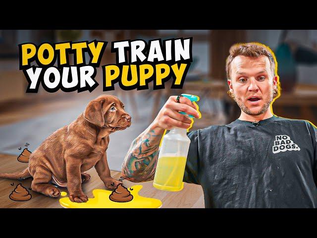 Puppy Training - How To Potty Train A PUPPY In 5 Minutes!