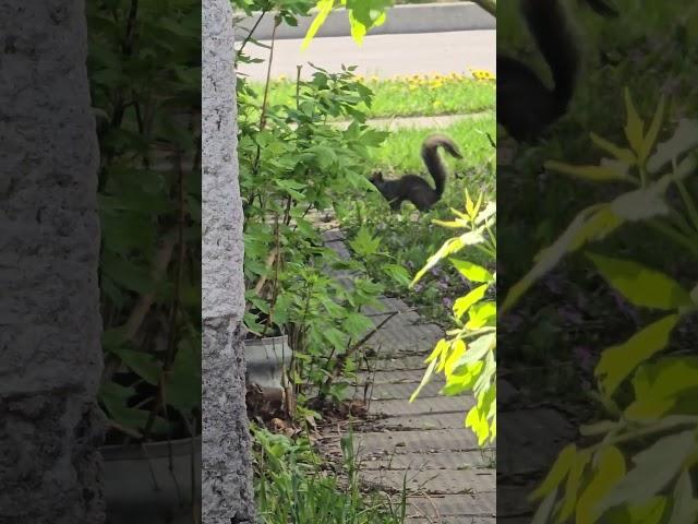 Squirrel sidewalk encounter. #short #cutesquirrels #squirrelwatching