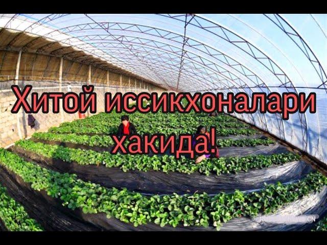 ХИТОЙНИ УЛКАН ИССИКХОНАЛАРИДА ЭКСКУРСИЯ!  хитой иссикхона технологиялари