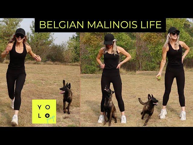 HOW TO EXERCISE WITH YOUR BELGIAN MALINOIS