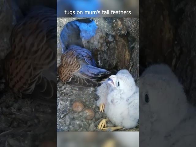 When mum gives her cheeky kestrel chick a 'hard stare' 
