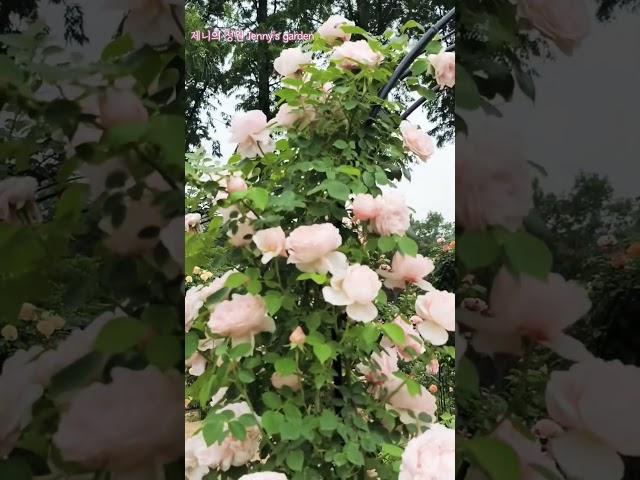 #아치 넝쿨장미#장미꽃 #nature #flowers #garden #rose #마리의정원