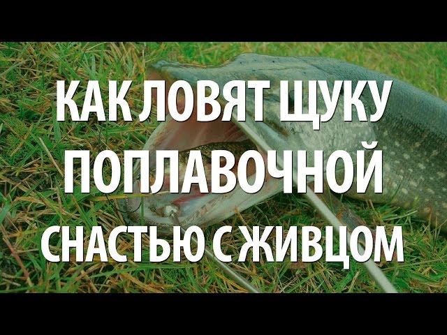 ЛОВЛЯ ЩУКИ на ЖИВЦА ПОПЛАВОЧНОЙ СНАСТЬЮ